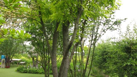 Evaluer la valeur des arbres d’ornement peut par exemple permettre d’estimer le montant d’indemnités en cas de dommages. ©V. Vidril